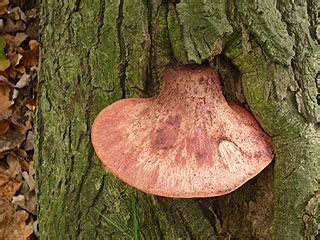 Beefsteak fungus | Fistulina hepatica