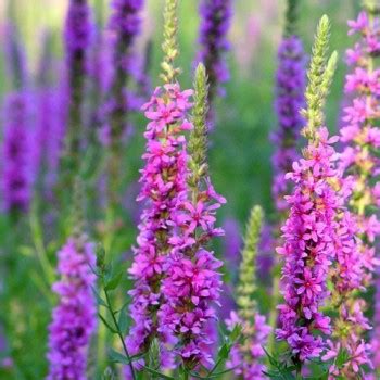 Purple Loosestrife – Profile and Resources | Purple Loosestrife