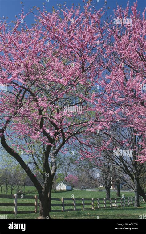 Spring In The Midwest Redbud Tree Blooms By Farm Road Near Horse Farm