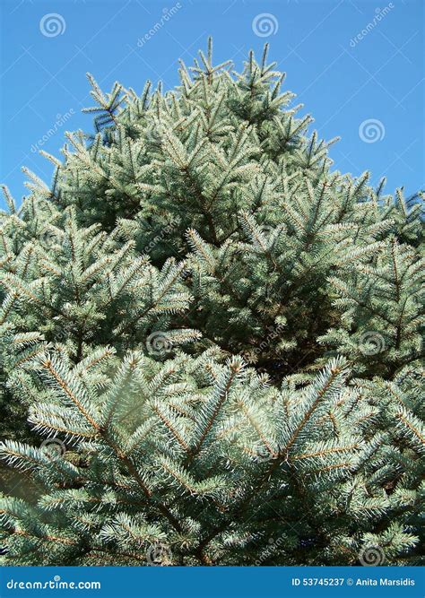 Pinophyta stock image. Image of pinophyta, gray, softwood - 53745237