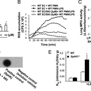 Effects Of Inhibition Of Sphk On Neutrophil Adhesion To Endothelial