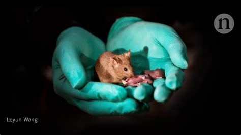 Healthy Mice From Same Sex Parents Have Their Own Pups