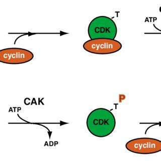 Alternative Strategies To Link CDK Activation To RNA Polymerase II Pol