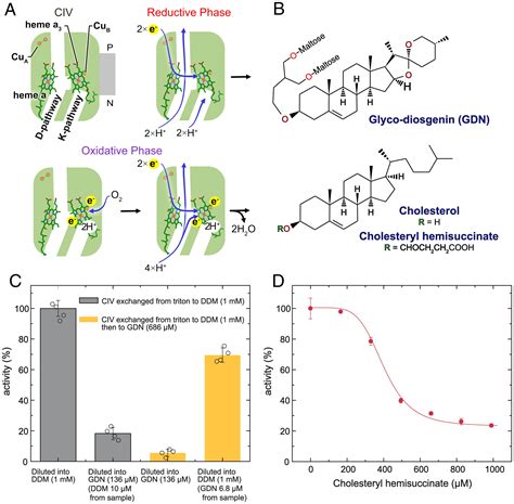 Structural Basis Of Mammalian Complex Iv Inhibition By Steroids Pnas