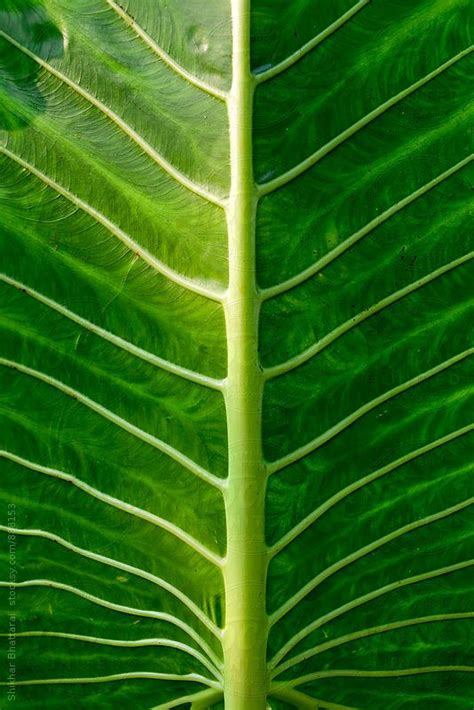 The Underside Of A Large Green Leaf