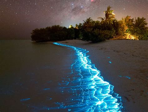 Pla E Koje Svijetle U Mraku Bioluminiscencija