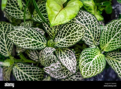 Nerve Plant Leaves Also Known As Fittonia Verschaffeltii Background