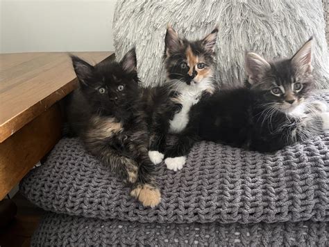 Maine Coons - Kennebec County, ME | Maine Coon Breeders