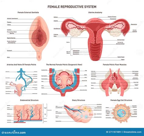 Female Reproductive Anatomy Set External And Internal Organs Muscles Royalty Free Cartoon