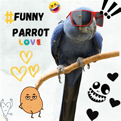 Funny parrot - Funny parrot facts | funny parrot memes