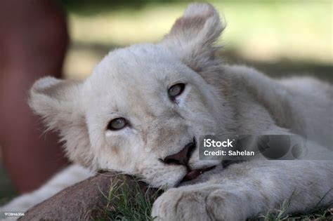 Filhote De Leão Branco - Foto de Filhote De Leão Branco e mais fotos de stock de Albino - Albino ...