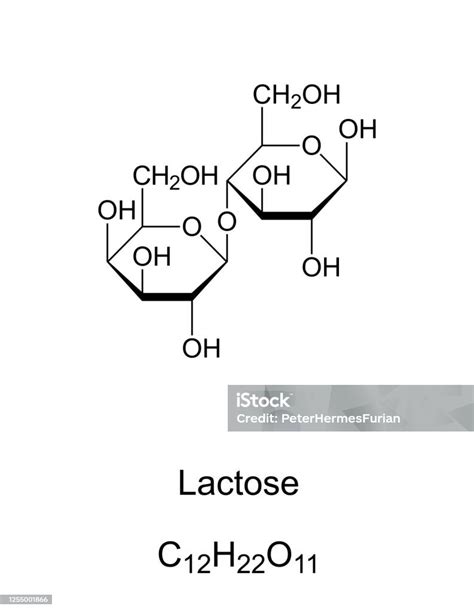 Lactase Enzyme Structure