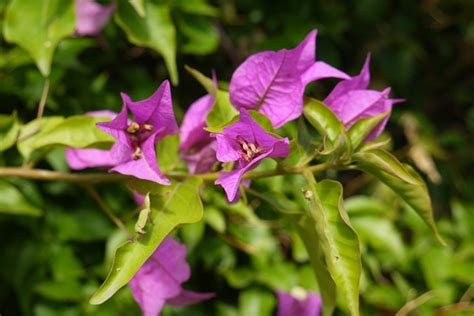 violet flower flowers  photo  pixabay pixabay