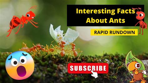 Facts About Ants Amazing Facts You Need To Know 12000 Species Incredible Facts And