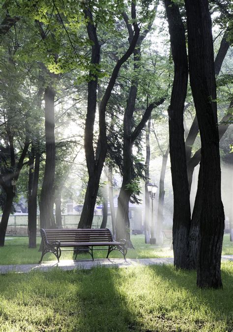 Free Images Tree Grass Fog Sunrise Bench Lawn Sunlight Leaf