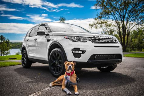 C Mo Transportar En El Coche A Tu Mascota