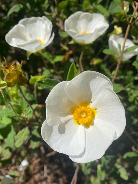 Flores de jara en españa flores silvestres blancas hermosas flores en