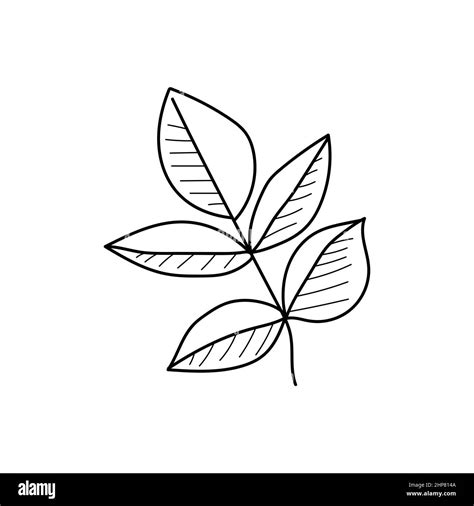 Vector Continuous One Single Line Drawing Icon Of Leaf In Silhouette