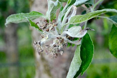 Premium Photo Powdery Mildew Of Apples Apple Tree Caused By The Fungus Podosphaera Leucotricha