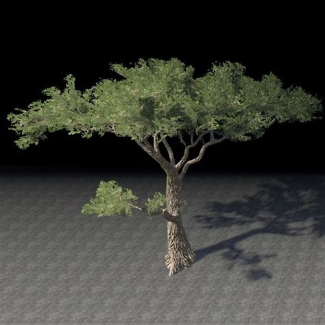 File:ON-furnishing-Tree, Desert Acacia Tall.jpg - The Unofficial Elder ...