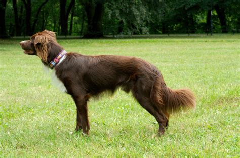 Obedience sposób na samotny trening Pies do kwadratu