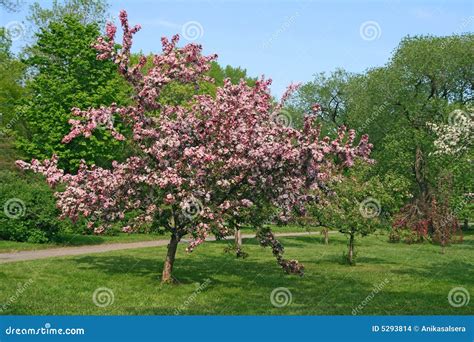 Mooie Bloeiende Roze Boom Stock Foto Image Of Peer Groen 5293814