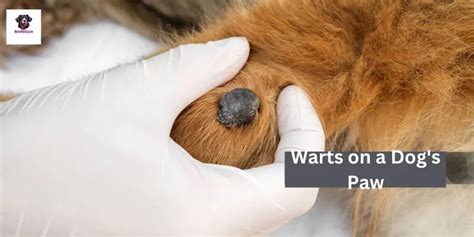 Wart on dog paw pad.Dr.practical tips and tricks