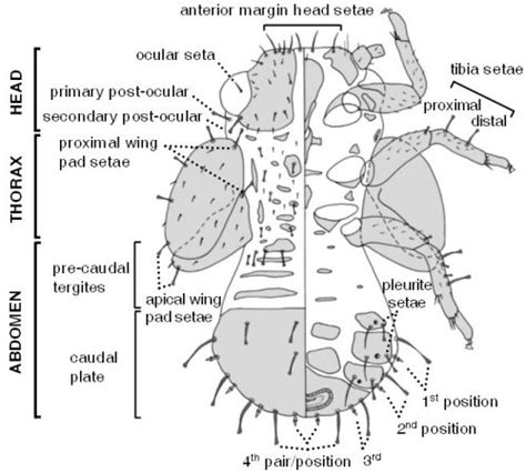 psyllid morphology