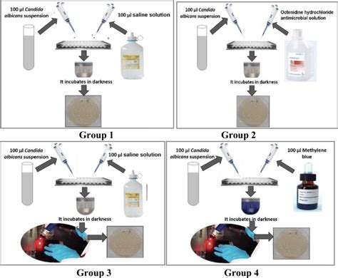 Scheme Of The Antifungal Activity Testing For The Experimental Groups