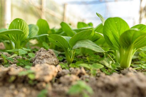 Gartenarbeit im März Alle Aufgaben auf einen Blick