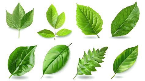 A set of eight realistic vector leaves The leaves are of different ...