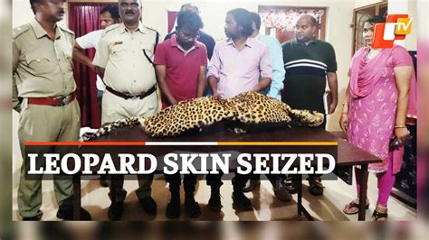 Leopard Skin Seized By Wildlife Officials 7 Arrested Video Dailymotion