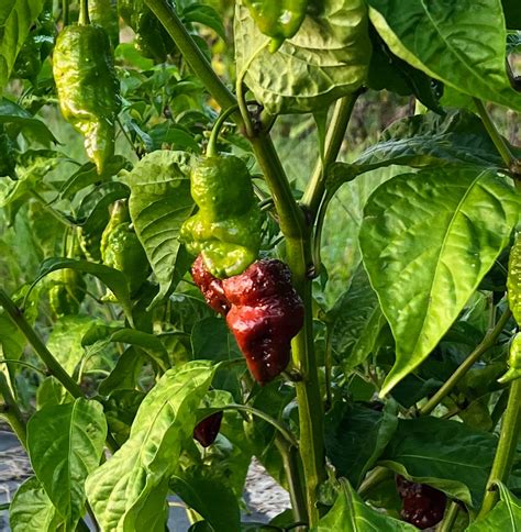 Pepper 'Carolina Reaper' | Streambank Gardens