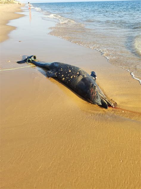 MAZAGÓN BEACH Aparece el cadáver de un delfín varado en la playa de