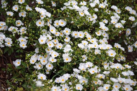 How To Grow And Care For Rockrose