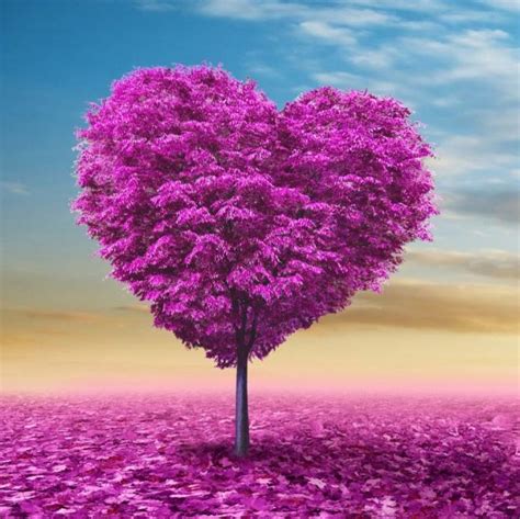 Purple Heart Tree Purple Heart Shaped Tree