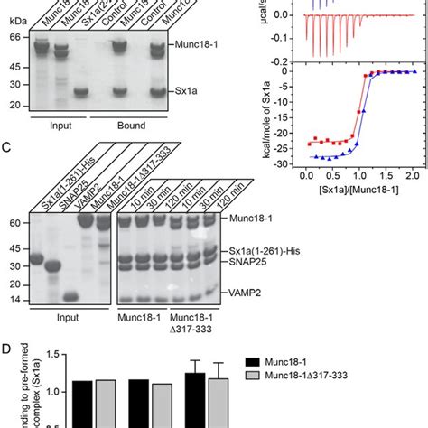 Munc D Interaction With Sx A And The Snare Complex A