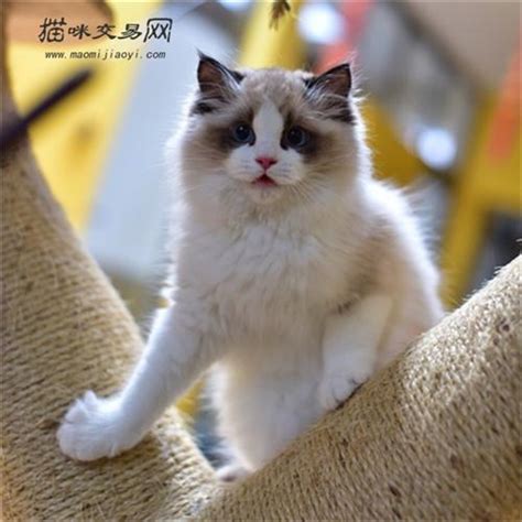 布偶猫多少钱一只？布偶猫日常应该怎么饲养？ 每日头条