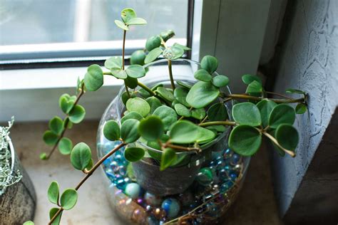 Houseplants For Low Light Levels | Shelly Lighting