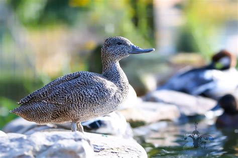 Freckled Duck — Blue Creek Aviaries