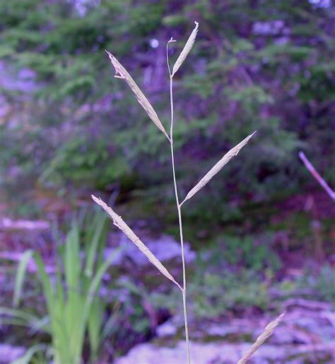 Spartina Pectinata Prairie Cordgrass Go Botany