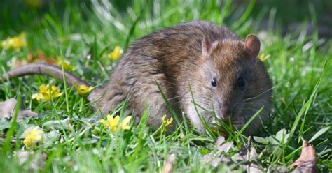 How To Deter Rats From Your Garden With Four Easy Household Hacks