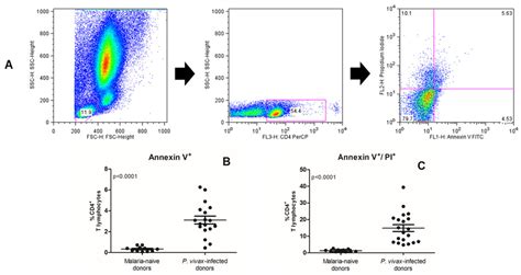 Flow Cytometric Analysis Of Apoptosis Representative Example Of Gating