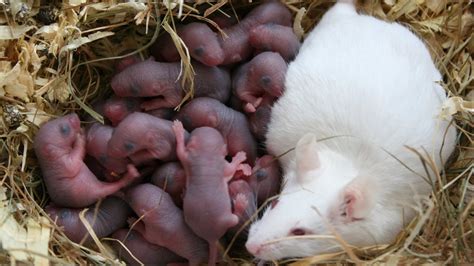 How A Mouse Giving Birth To So Many Mouse Babies Youtube