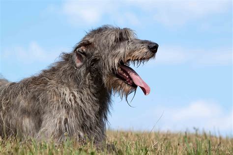 Grooming Your Irish Wolfhound: How to Keep Them Looking Their Best | I ...