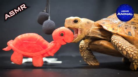 Asmr Tortoise Eating Turtle Youtube