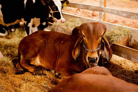 Abertas Inscri Es Para Interessados Em Expor Animais Na Expocruzeiro E