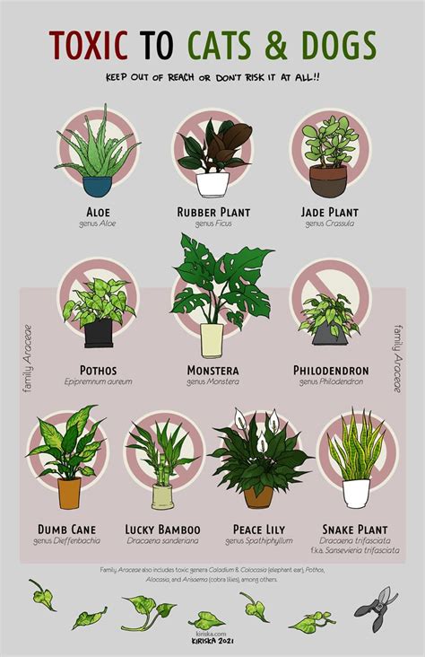 Cat Safe Plants KIRISKA Safe House Plants Cat Safe Plants Plant