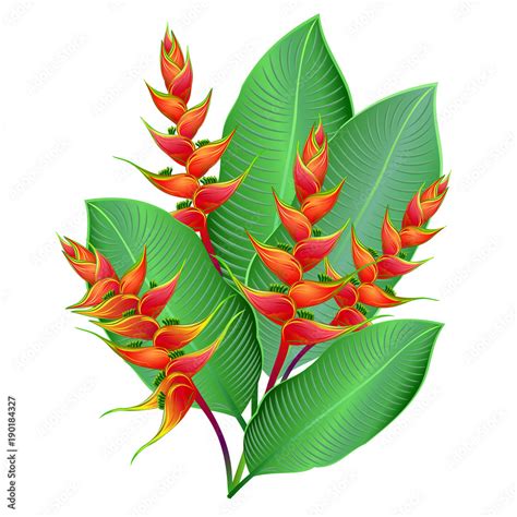 Heliconia Flowers Wild Plantain Lobster Claw False Bird Of Paradise