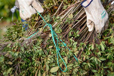 Disposing of garden waste | Shoalhaven City Council